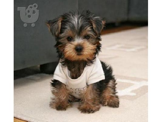 PoulaTo: Adorable Yorkie (Yorkshire Terrier) Pups! 80euro